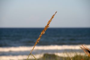 Blade of grass along the beach in Florida