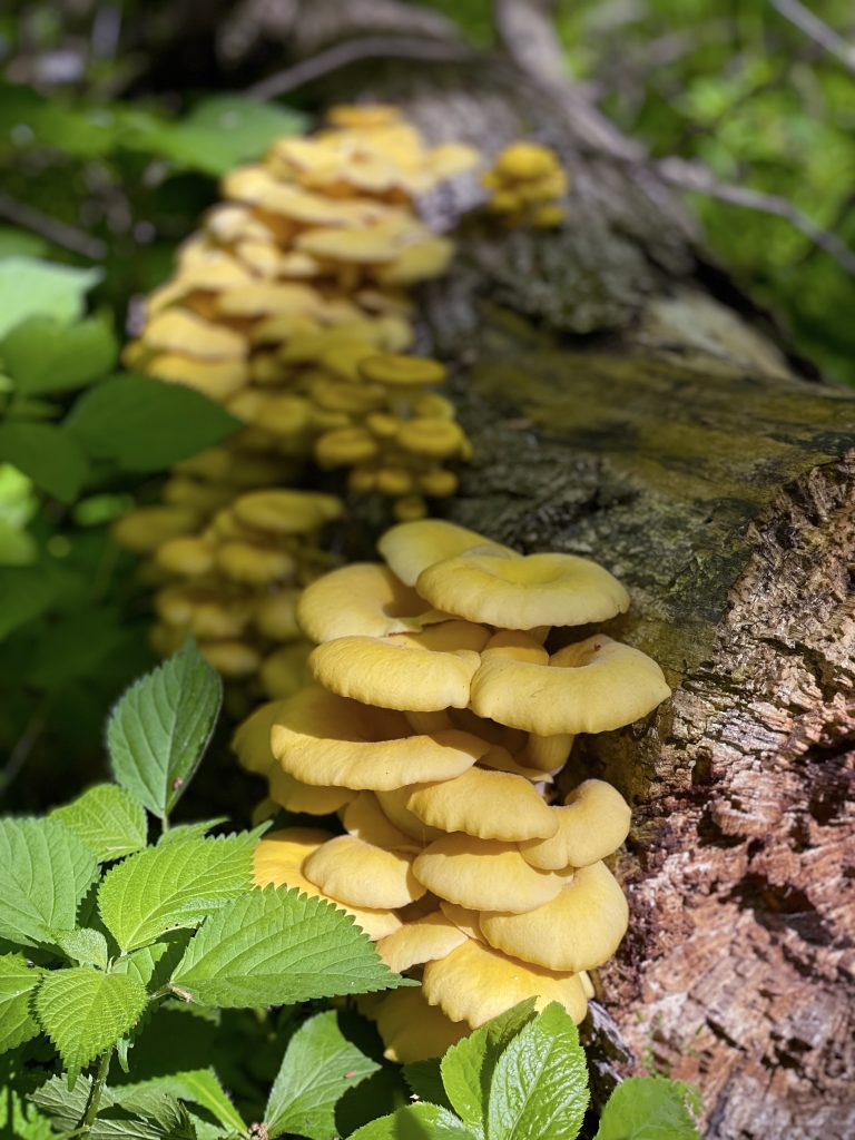 Golden oyster mushrooms in Roscoe, IL – WorldPhotographyDay22