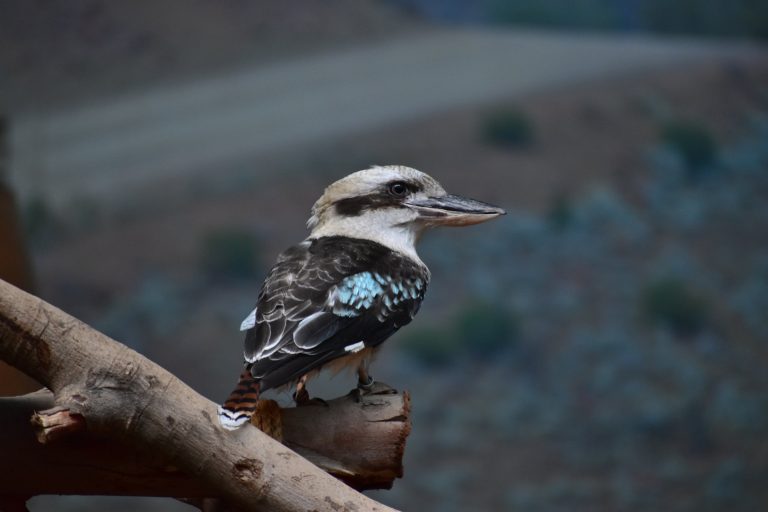 A Bird from the Land of Kangaroos : The Laughing Kookaburra