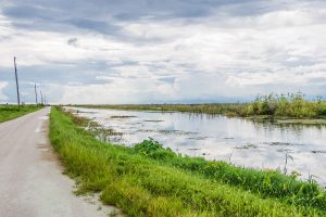 Dirt road though the wetlands of Florida