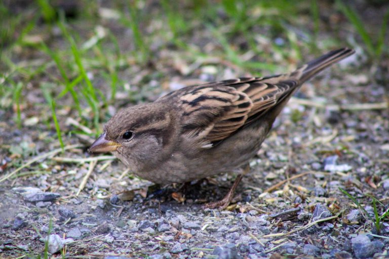 Sparrow, Rochester, New York, USA