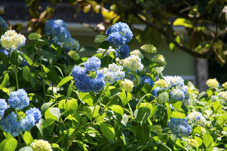 Hydrangea, Spring City, Tennessee, USA