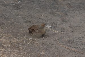 Grey Francolin