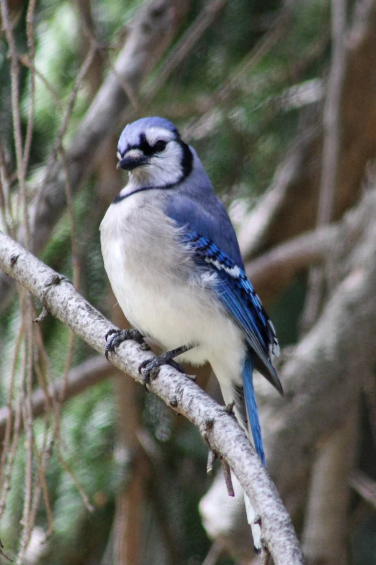 Blue Jay, Mount Hope Cemetery, Rochester, New York, USA