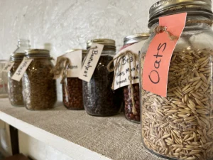 Grains and legumes dried and preserved in jars.