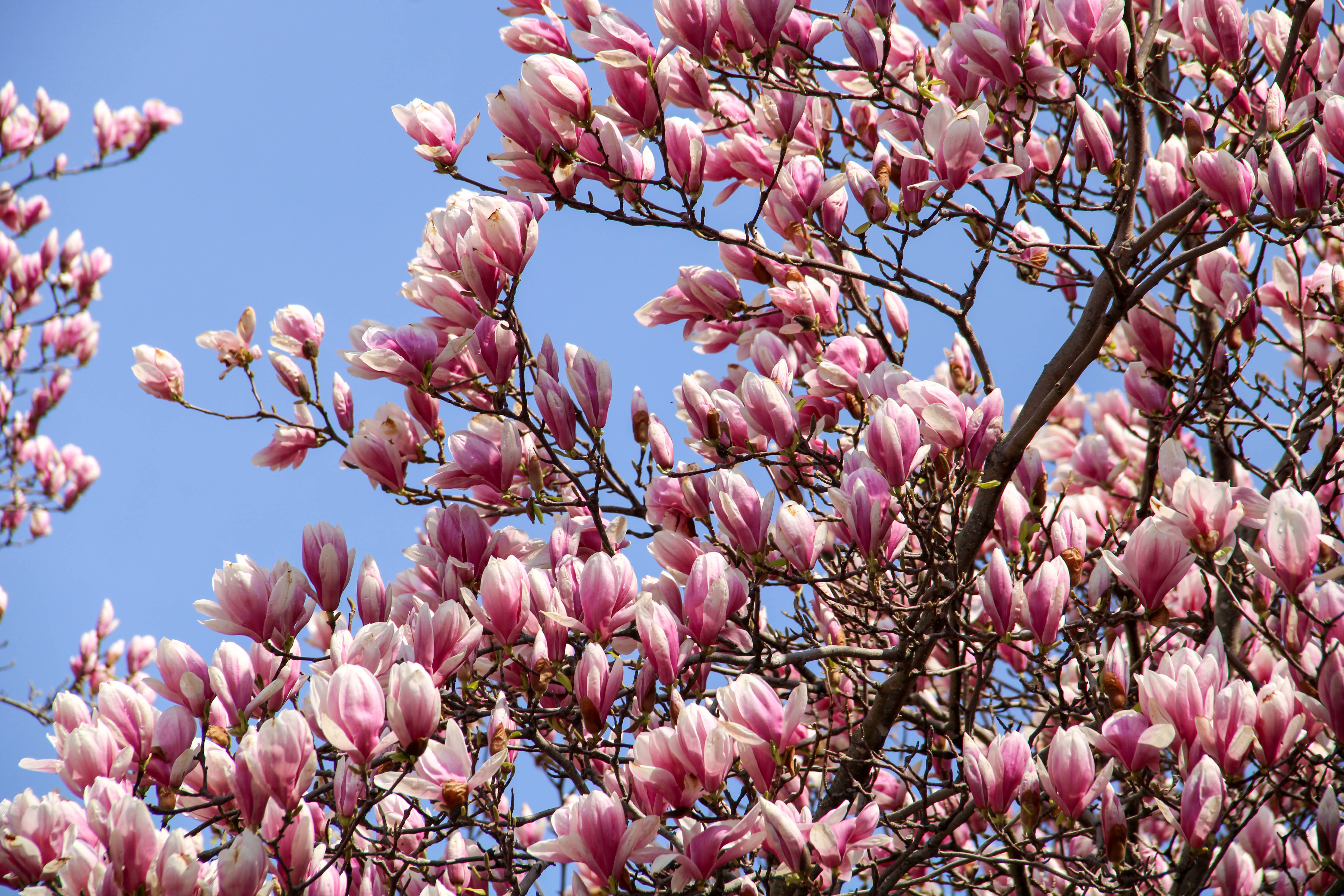 Magnolia Tree, Central New York State USA