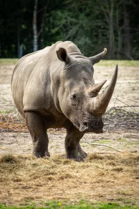 A rhino at Burger's Zoo, Arnhem, The Netherlands