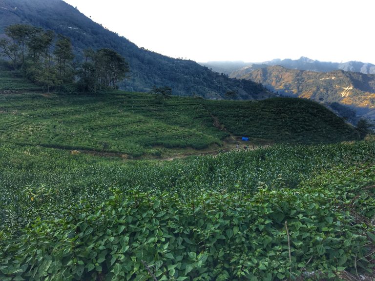 Green Tea Garden in Bhotechaur Nepal