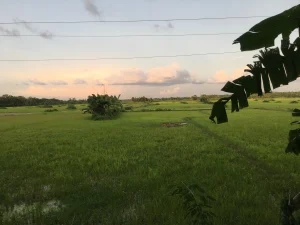 Green marshy land view at Azimpur