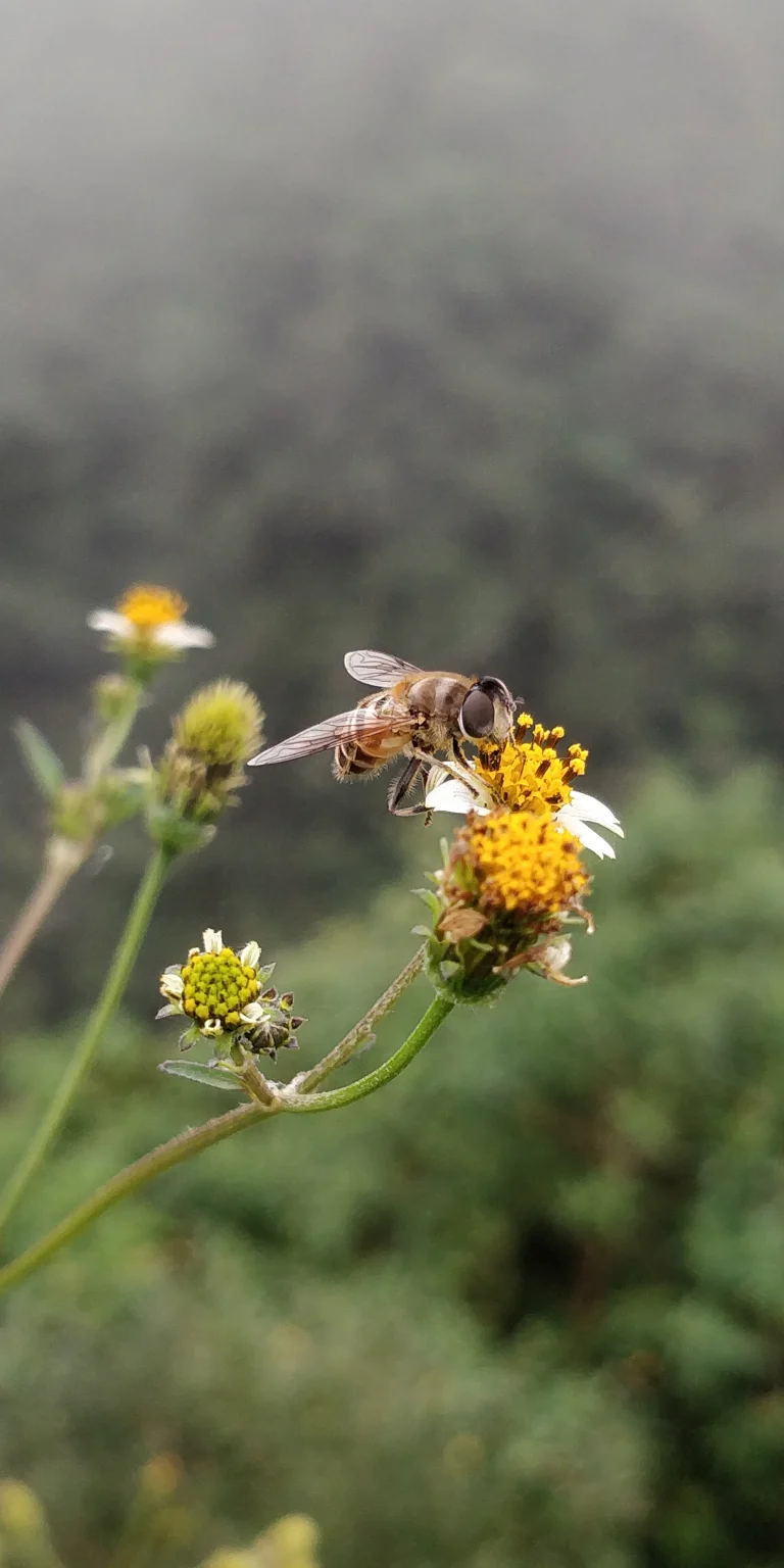 Honey Bee (Macro)