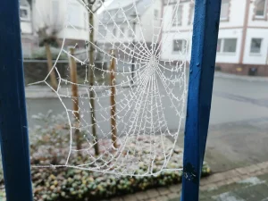 Frozen spider web
