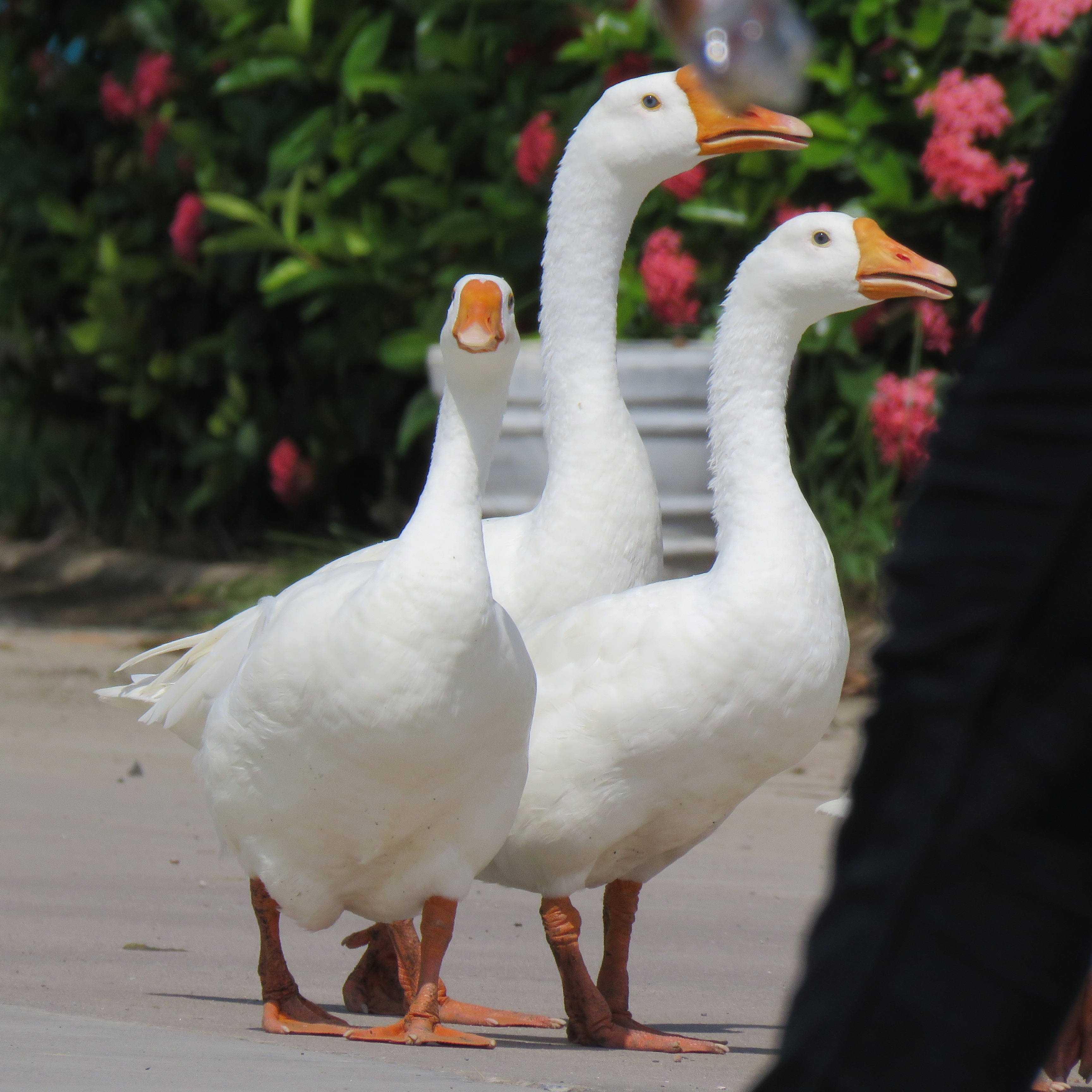 Three Duck Walk