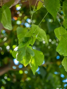 Green leaves from a tree