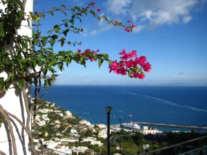 Red/Pink Flower looking out over Mediterranean Sea on Isle of Capri
