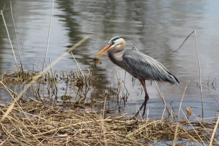 Great Blue Heron in Montezuma Wildlife Refuge, Seneca Falls, New York, USA