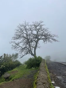 Lonely tree in the cloud
