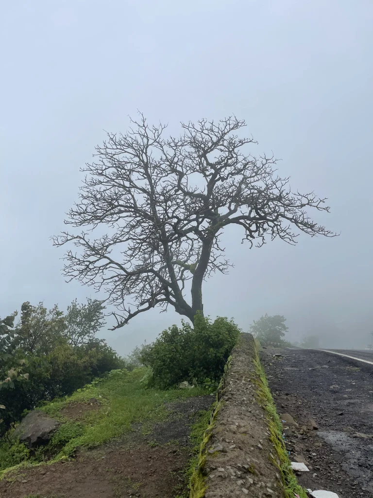 Lonely tree in the cloud