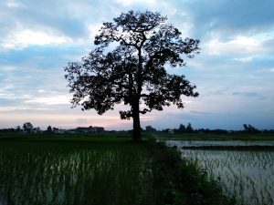 Evening view after rice cultivation