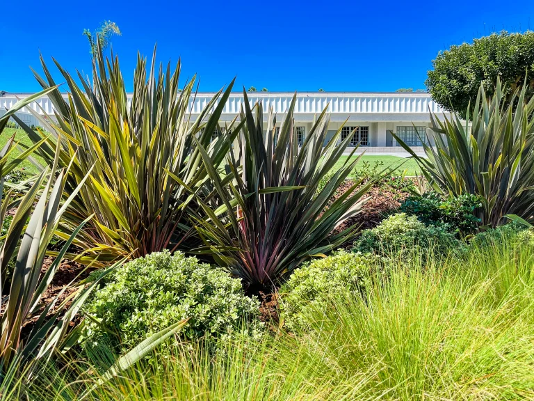 Plants in front of a conference center in San Diego