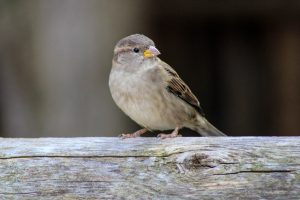 Sparrow, Rochester, New York, USA