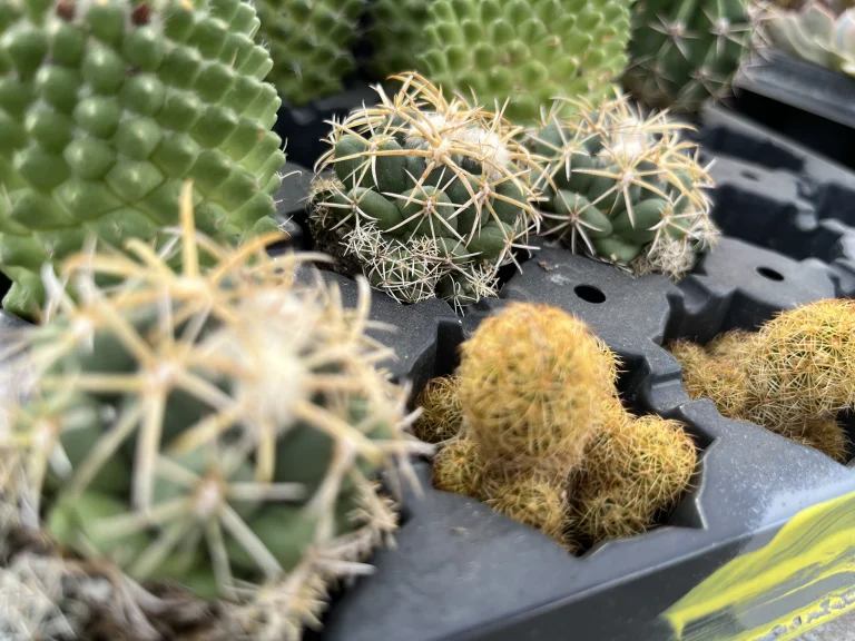 Tiny cactus, macro