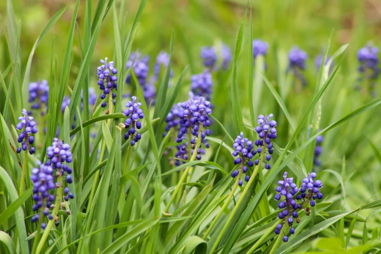 Grape Hyacinth, Sterling, New York, USA