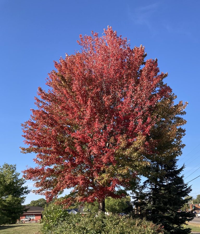 Tree with fall red color leaves