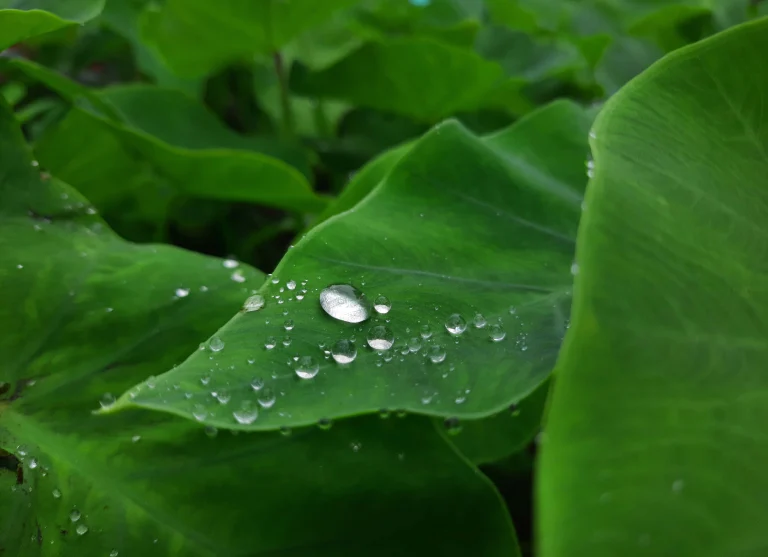 Beautiful natural photo taken in Bangladesh