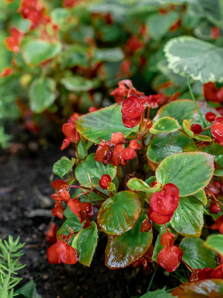 Bush with colorful berries