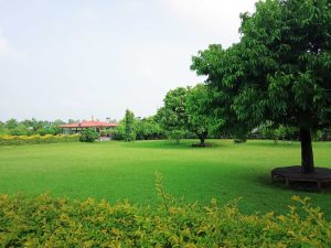 Scenery, Green Scenery, Trees, Grass, Nature