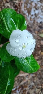 Water Drops on Flower