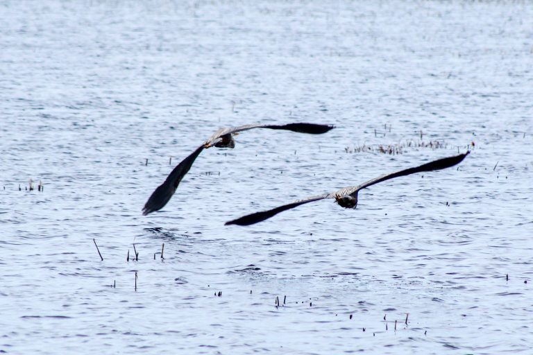 Great Blue Heron, Montezuma Wildlife Refuge, Seneca Falls, New York, USA