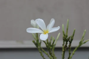 White Flower