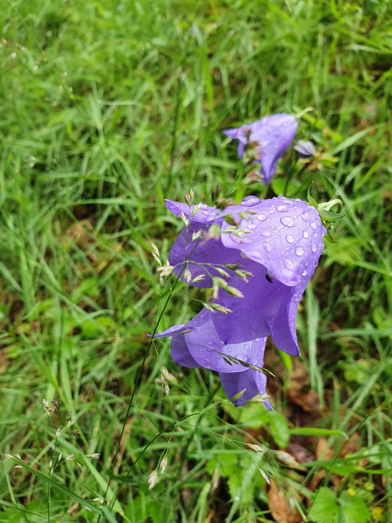 Wiesenblume in der Eifel-Schalkenmehren am Dronketurm