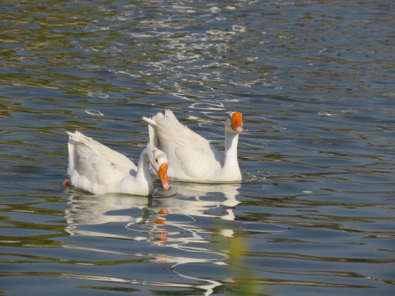 Duck In Water