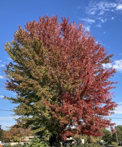 A tree with developing fall color change.
