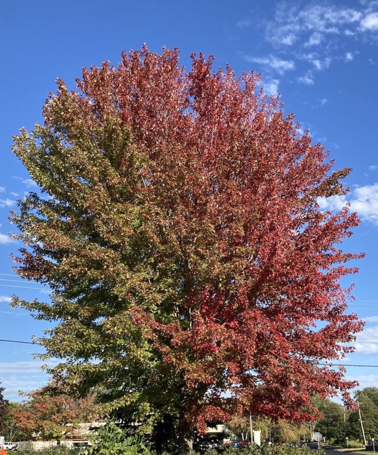 A tree with developing fall color change.