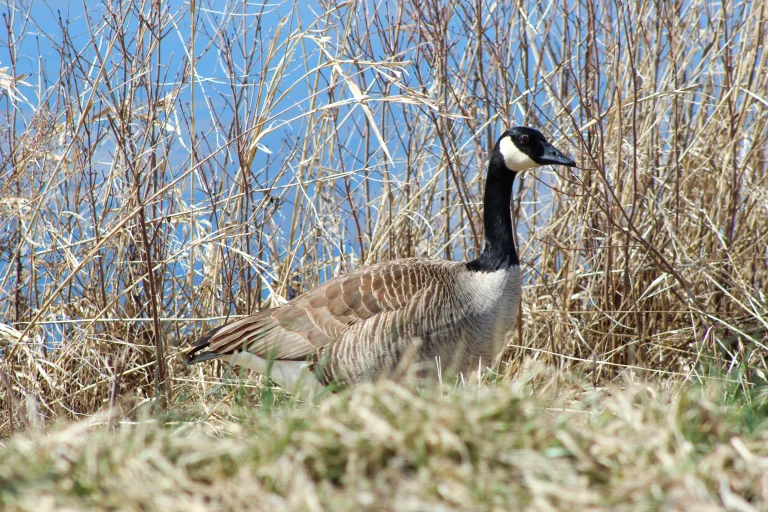 Canada goose in Montezuma Wildlife Refuge, Seneca Falls, New York, USA