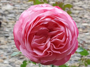 Rose in der Burg in Eltville am Rhein

