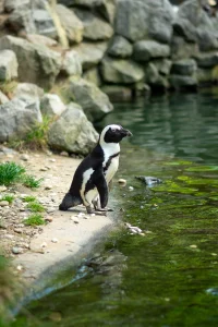 A penguin at Burger's Zoo, Arnhem, The Netherlands