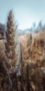 Wheat field
