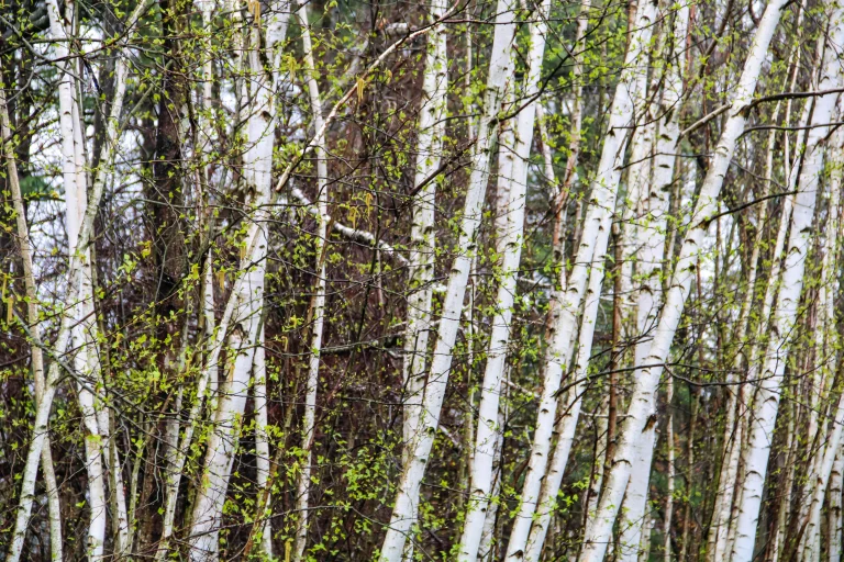 A stand of Birch Trees