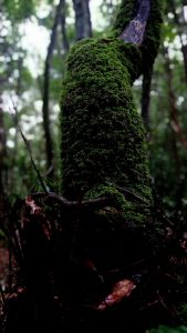 Nature
