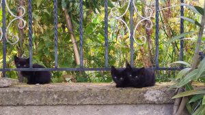 Cute black kittens sitting on a fence
