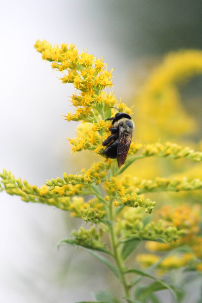 Bumblebee on Goldenrod, Montezuma Wildlife Refuge, Seneca Falls, New York, USA