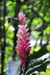 Tropical flower, Guadeloupe