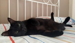Black cat lying comfortably on a bed
