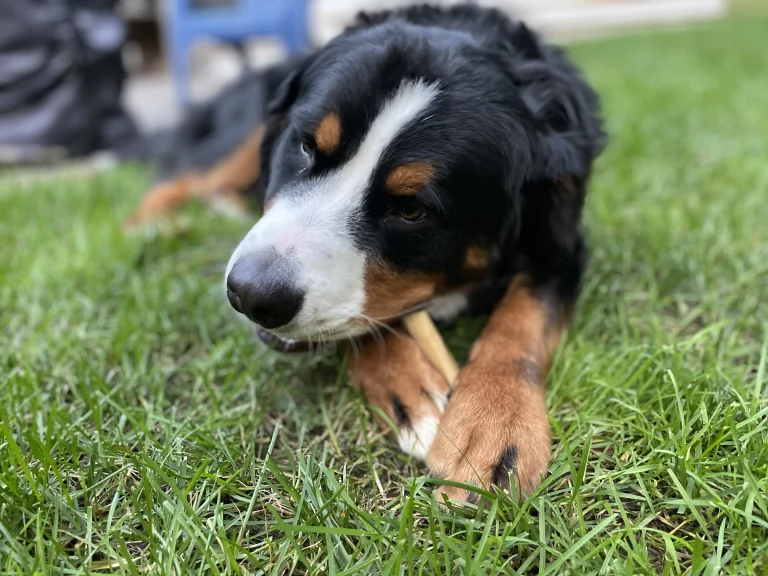 Bernese mountain dog