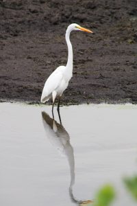 Great Snowy Egret, Montezuma Wildlife Refuge, Seneca Falls, New York, USA