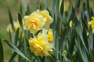 Daffodils, Mount Hope Cemetery, Rochester, New York, USA